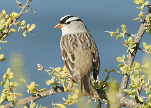 White-crowned sparrow  3